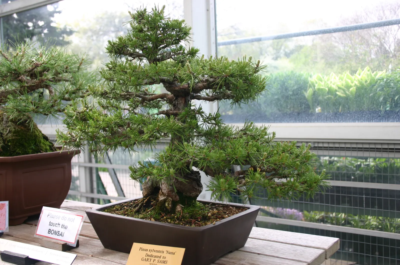 Dwarf Scotch Pine (Pinus Sylvestris 'Nana') — The Dwarf Scotch Pine 'Nana' (Pinus sylvestris 'Nana') is a compact conifer ideal for small spaces