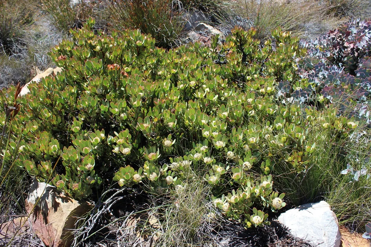 Red Pincushion (Leucospermum Cord. 'Red') — The Red Conebush (Leucospermum cord