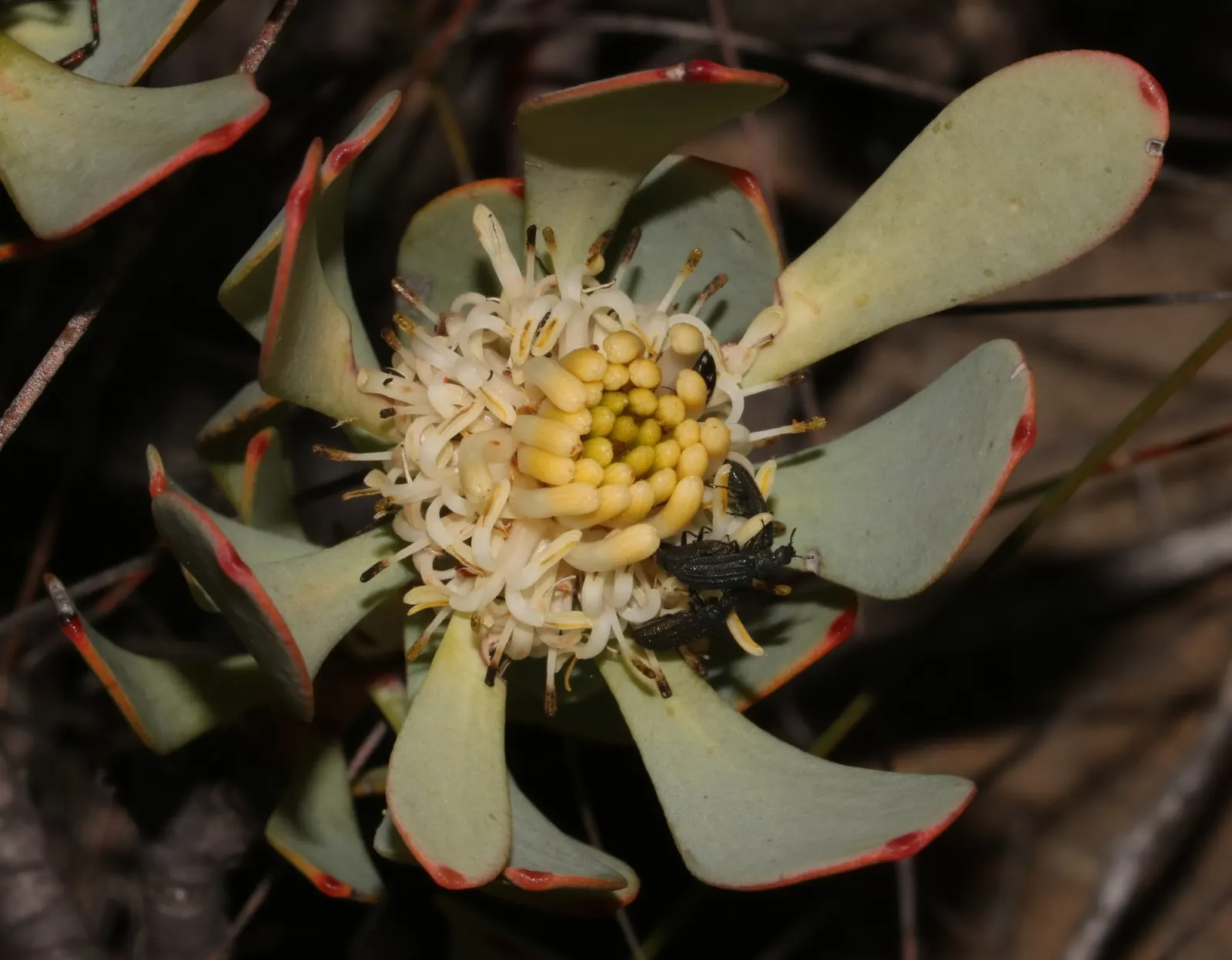 Red Pincushion (Leucospermum Cord. 'Red') — it‚Äôs low-maintenance and drought-resistant