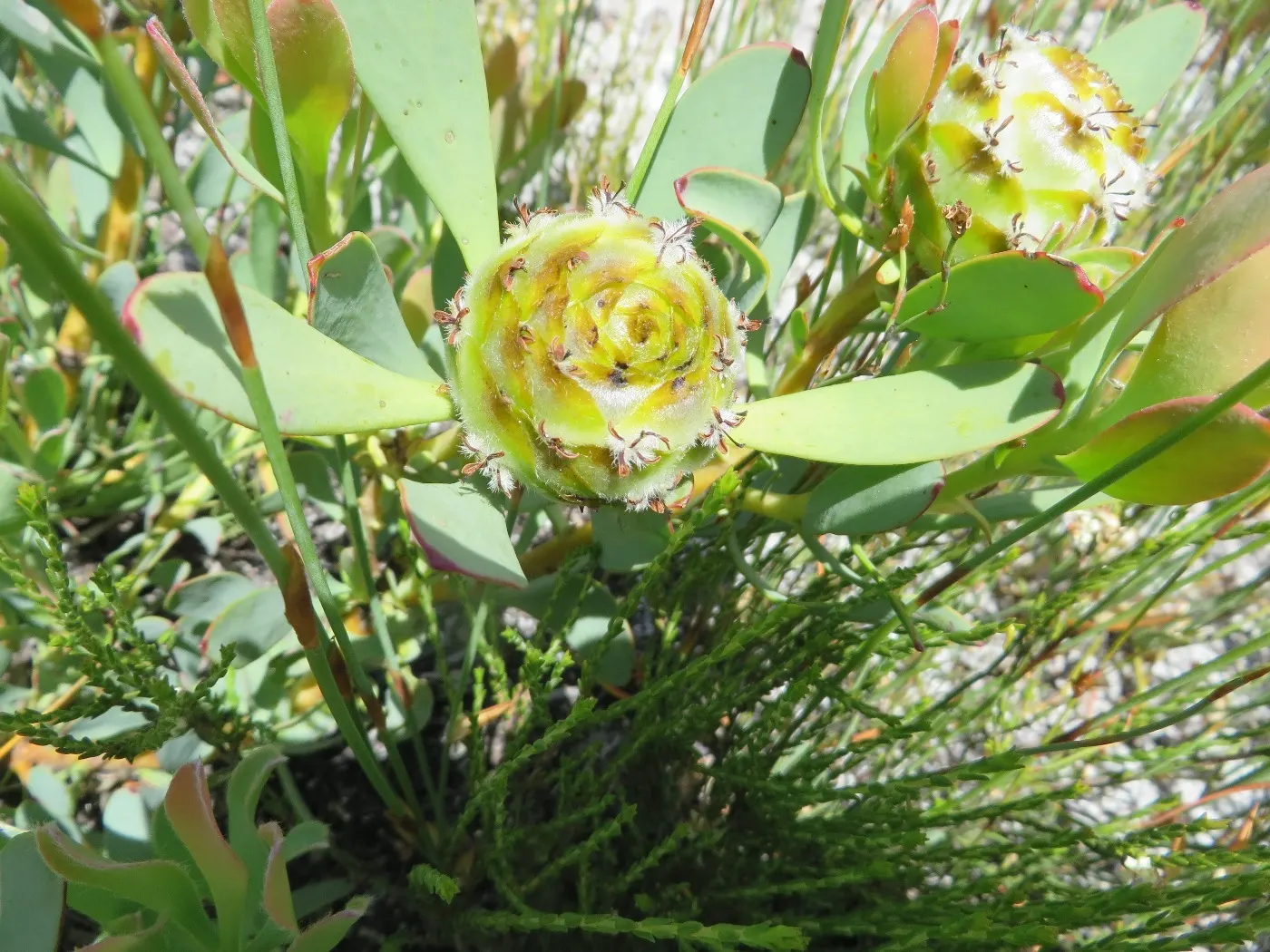 Red Pincushion (Leucospermum Cord. 'Red') — 'Red') is a vibrant evergreen shrub, admired for its large, red, pincushion-like flowers blooming in spring