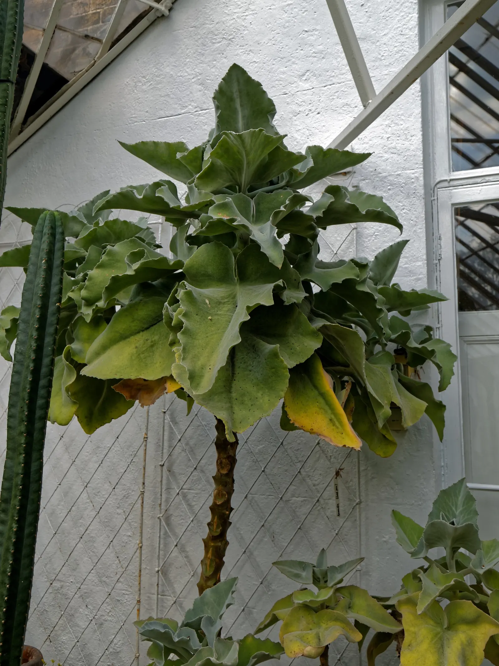 Elephant's Ear (Alocasia 'Low Rider') — consider its needs for warmth and humidity; heart-shaped leaves that mimic an elephant's ear