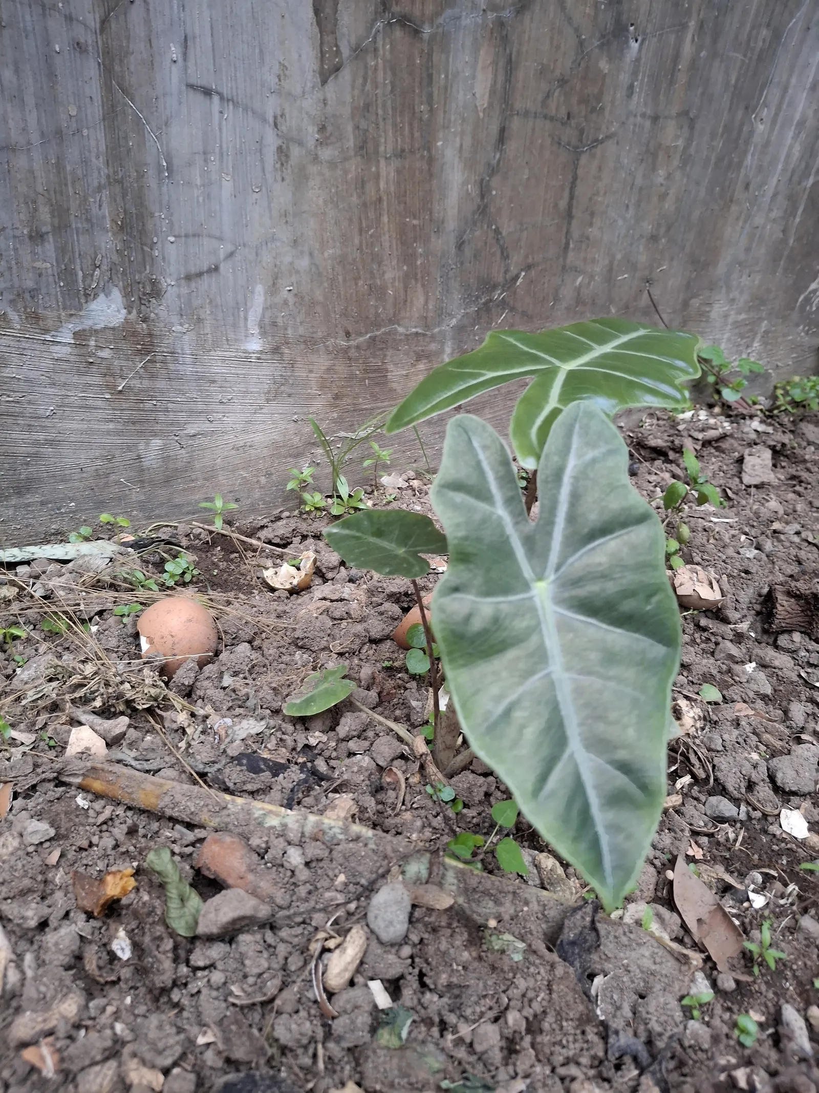 Elephant's Ear (Alocasia 'Low Rider') — consider its needs for warmth and humidity