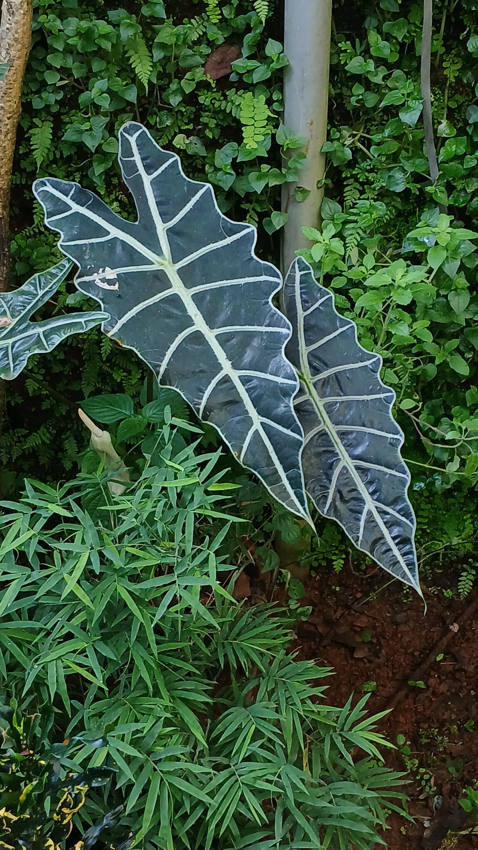Elephant's Ear (Alocasia 'Low Rider') — Its lustrous foliage makes it an exceptional understory plant; humid environment with indirect light to partial shade