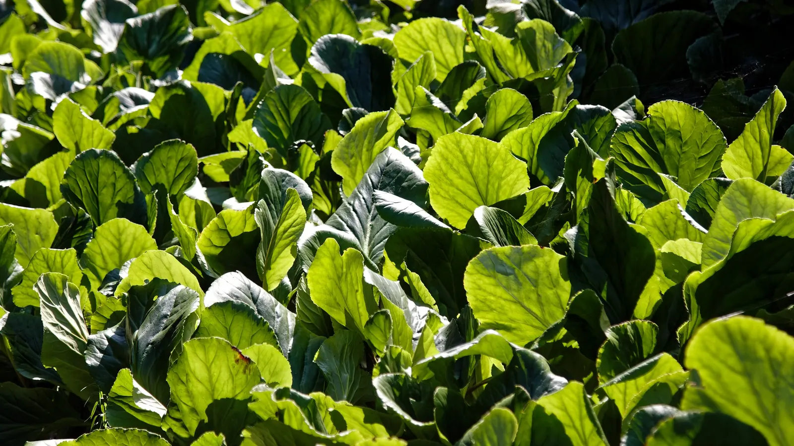 Elephant's Ear (Alocasia 'Low Rider') — commonly referred to as Elephant's Ear for its broad; perennial with white blooms