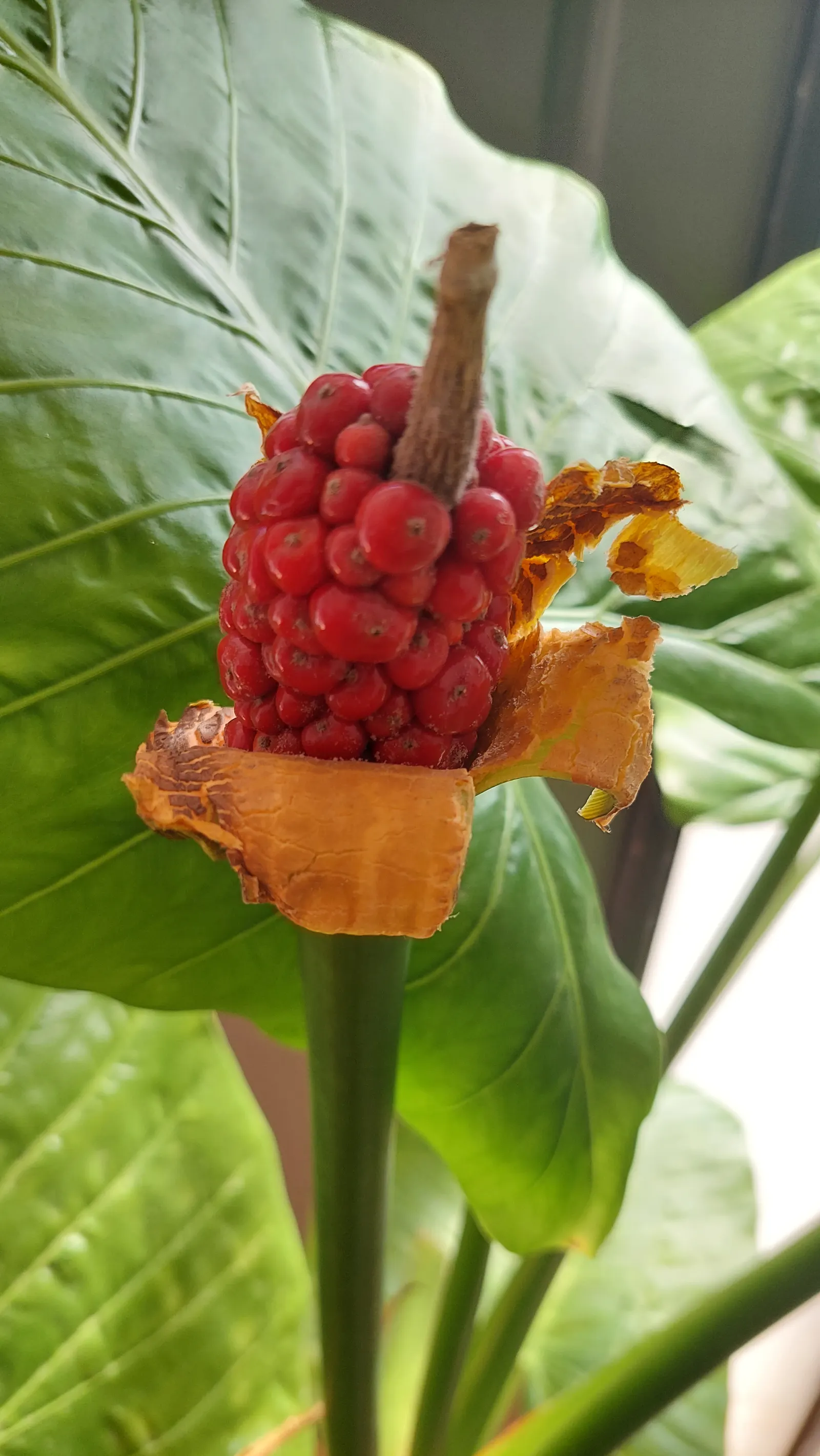 Elephant's Ear (Alocasia 'Low Rider') — A cultivar derived from the larger genus of Alocasia; frequent watering is crucial to maintain consistently moist soil