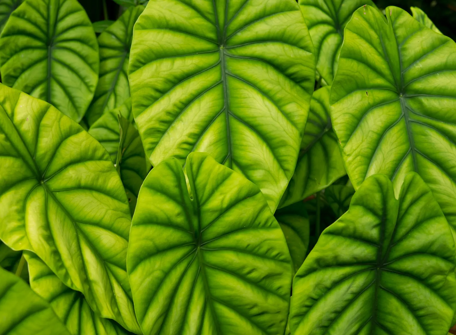 Elephant's Ear (Alocasia 'Low Rider') — perennial for shade; with its tropical flair and manageable stature