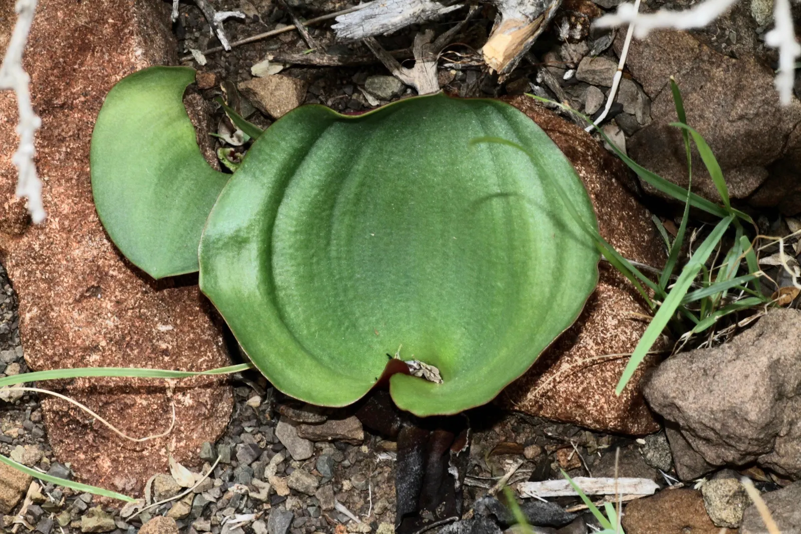 Elephant's Ear (Alocasia 'Low Rider') — which makes it an ideal ground cover or a standout in a mixed container