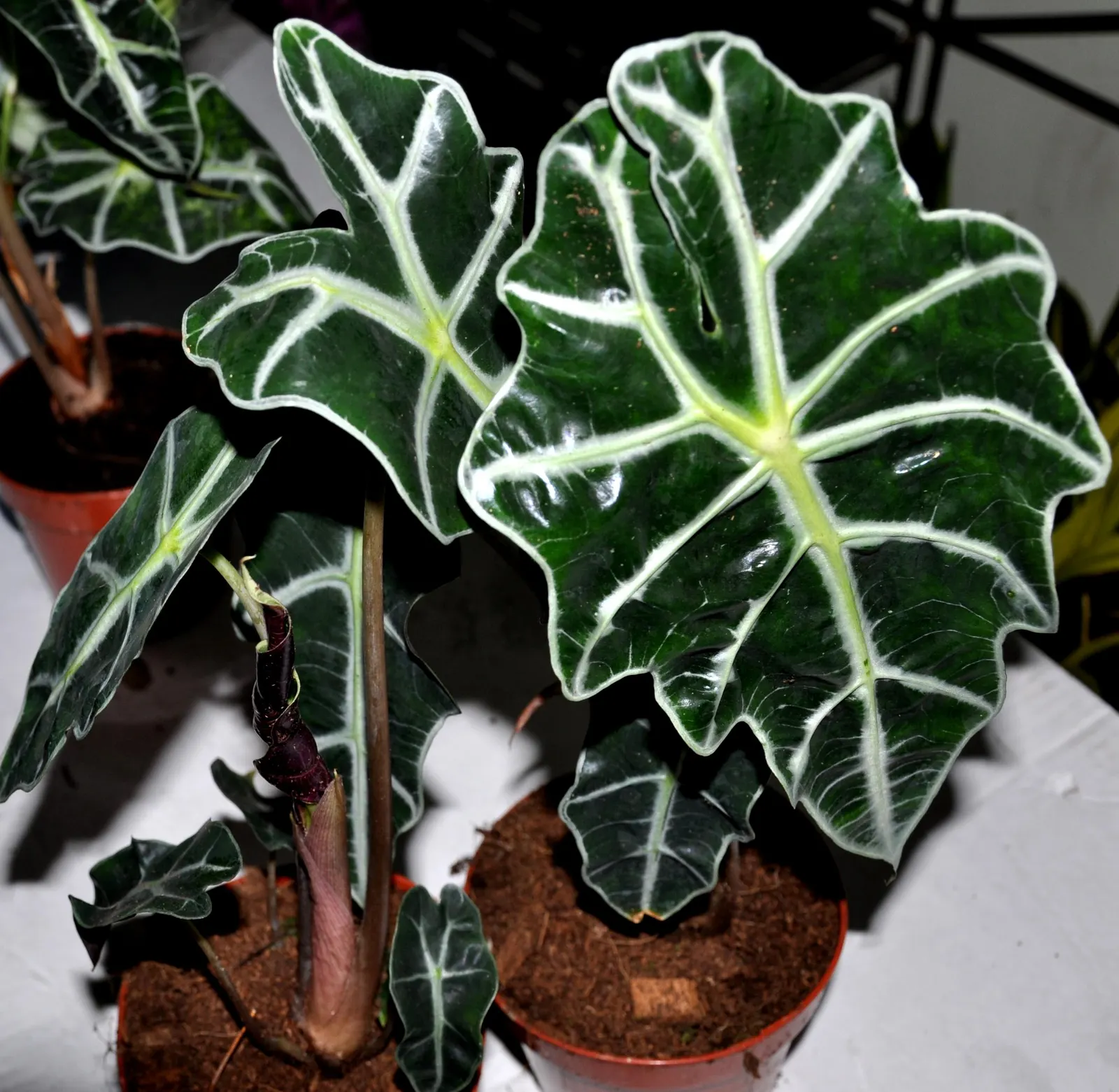 Elephant's Ear (Alocasia 'Low Rider') — erect stems.<br><br>For optimal growth, image 41