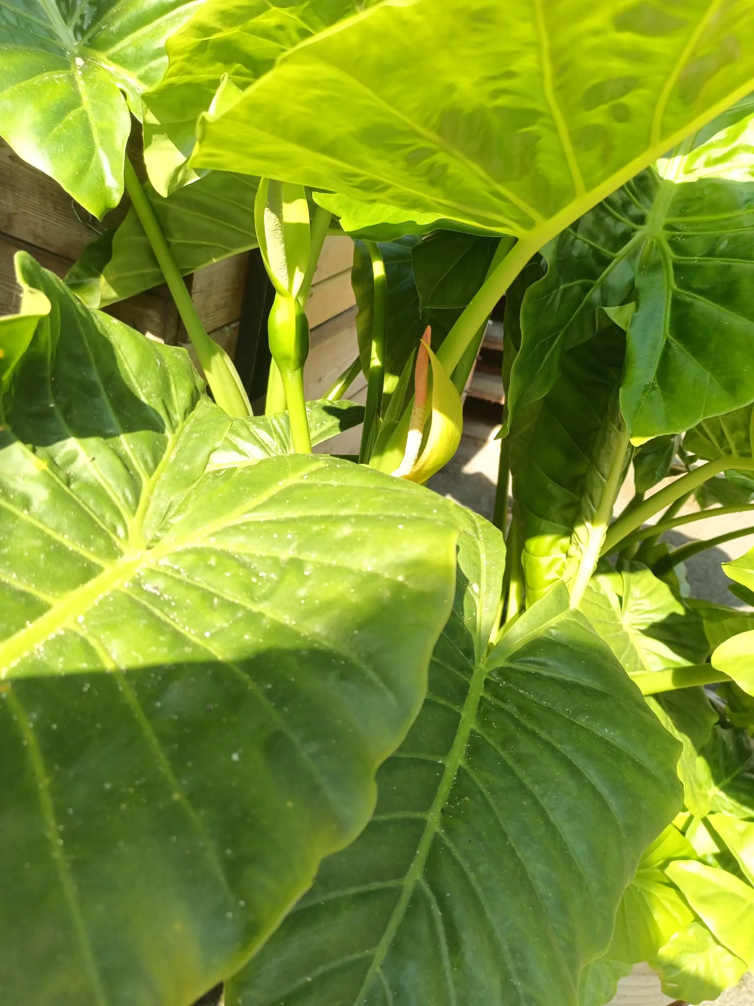 Elephant's Ear (Alocasia 'Low Rider') — which makes it an ideal ground cover or a standout in a mixed container; the leaves form a dramatically scalloped