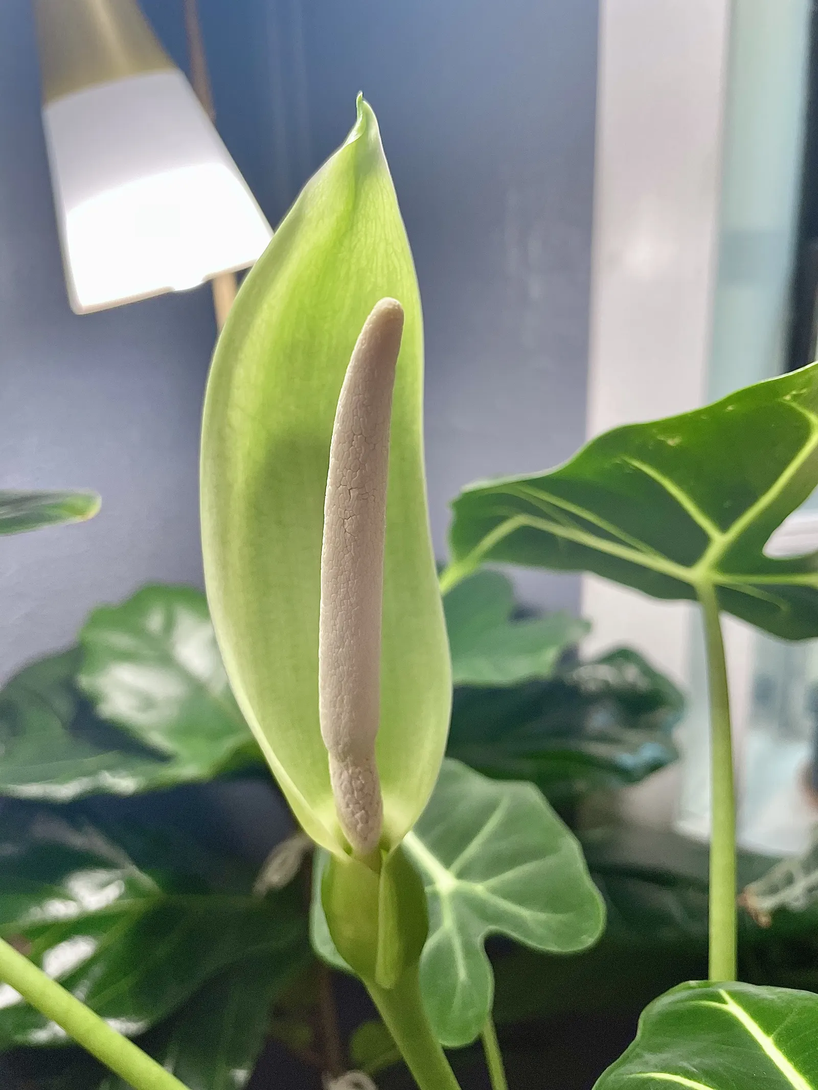 Elephant's Ear (Alocasia 'Low Rider') — It thrives in USDA Hardiness Zones 10 to 11 and prospers in well-draining; commonly referred to as Elephant's Ear for
