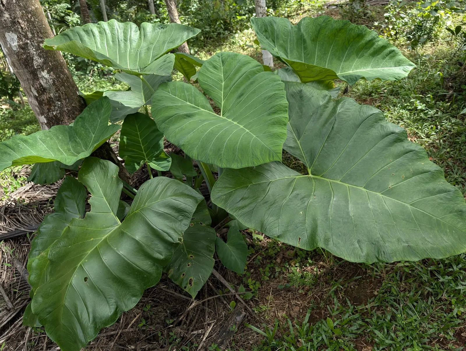Elephant's Ear (Alocasia 'Low Rider') — A cultivar derived from the larger genus of Alocasia