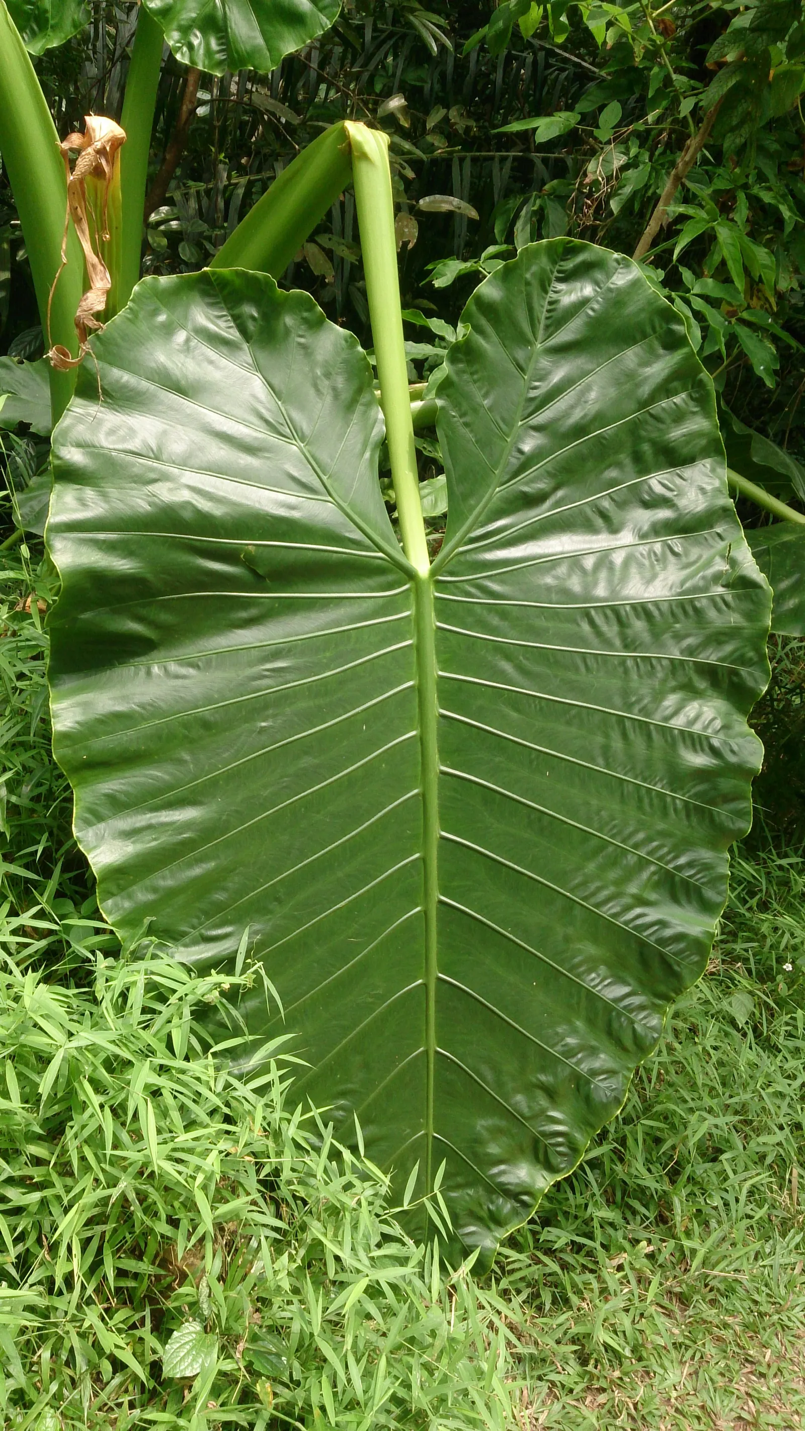 Elephant's Ear (Alocasia 'Low Rider') — humid environment with indirect light to partial shade