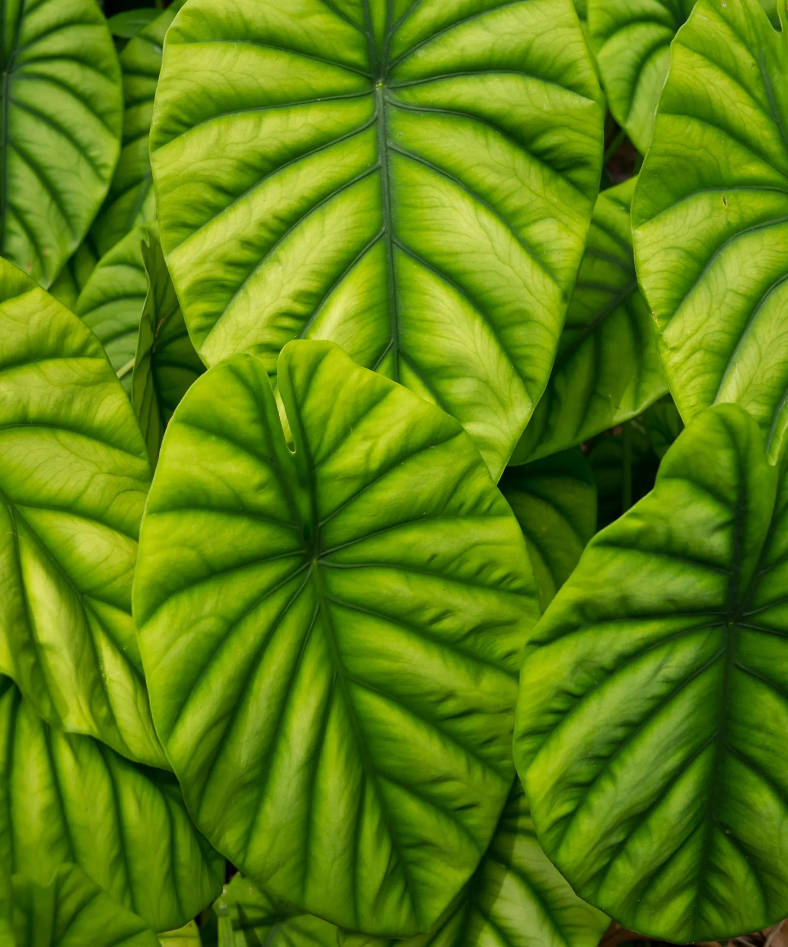 Elephant's Ear (Alocasia 'Low Rider') — glossy green leaves that can span up to 8 to 12 inches long and 6 to 8 inches wide