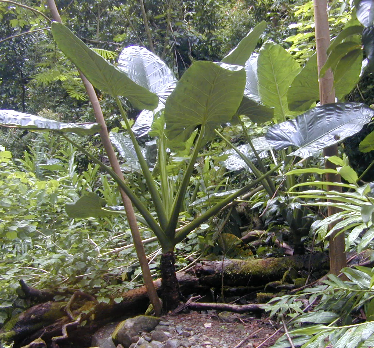 Elephant's Ear (Alocasia 'Low Rider') — erect stems.<br><br>For optimal growth