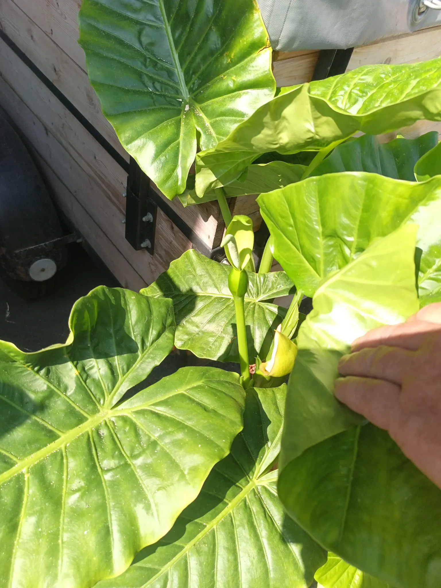 Elephant's Ear (Alocasia 'Low Rider') — Its lustrous foliage makes it an exceptional understory plant