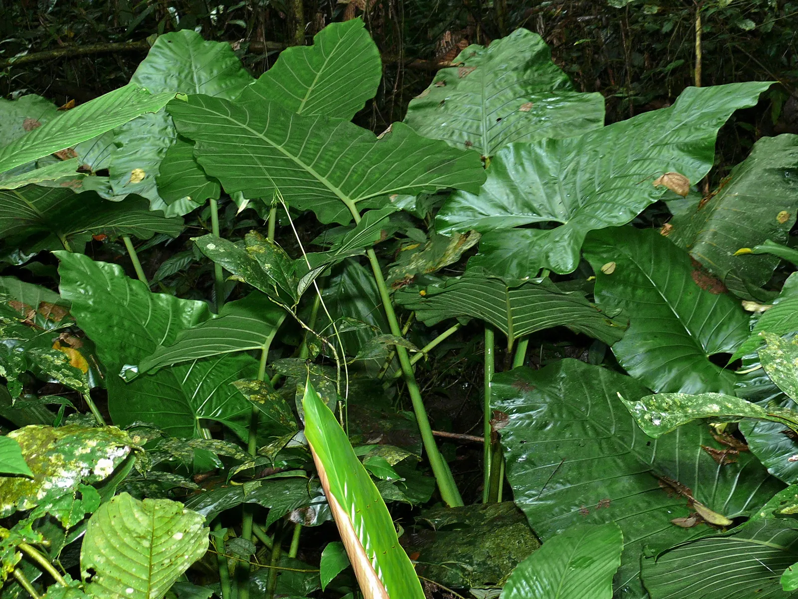 Elephant's Ear (Alocasia 'Low Rider') — and position it accordingly