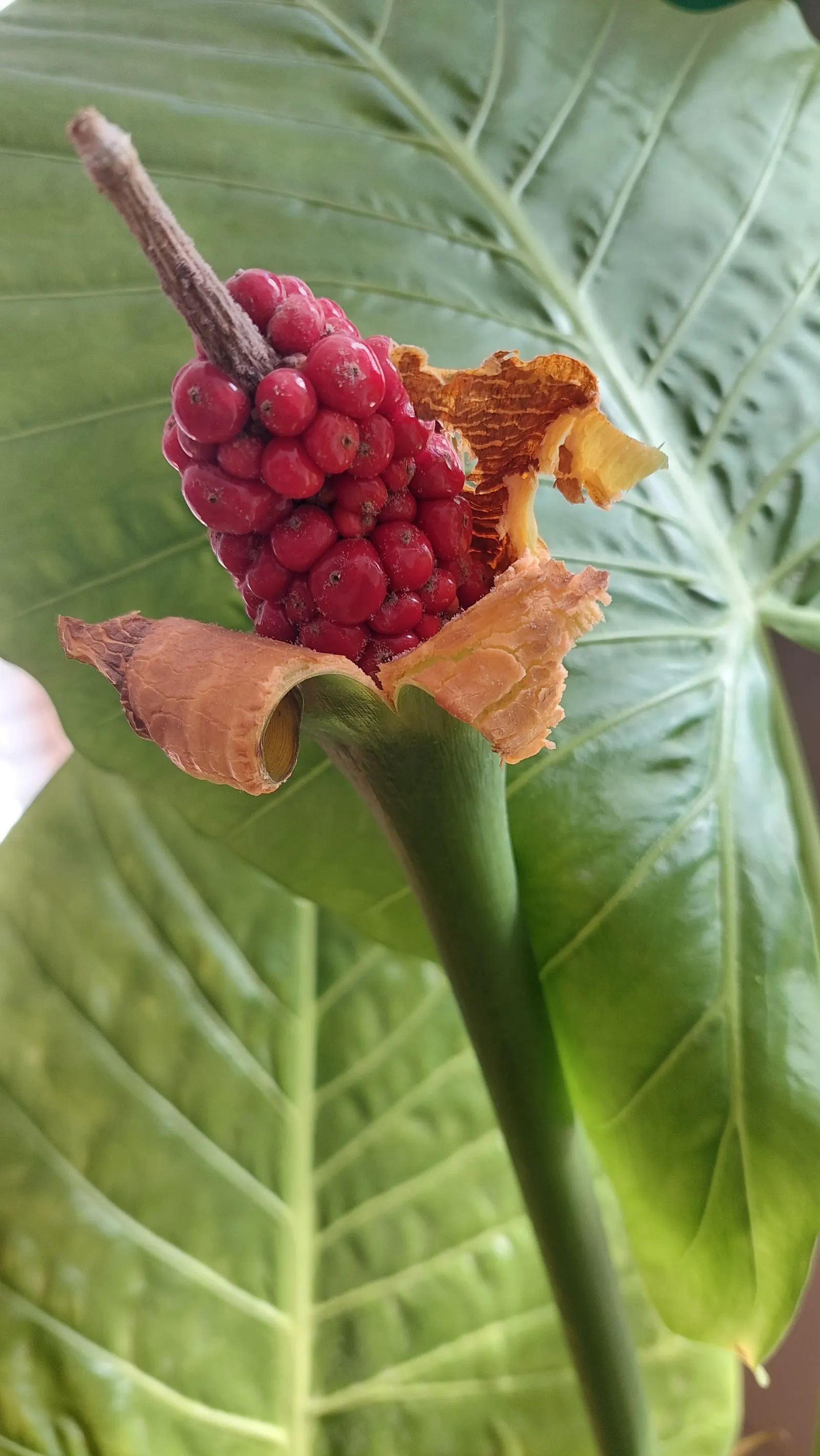 Elephant's Ear (Alocasia 'Low Rider') — it features deep green foliage with pronounced veins; rich soil with a slightly acidic to neutral pH