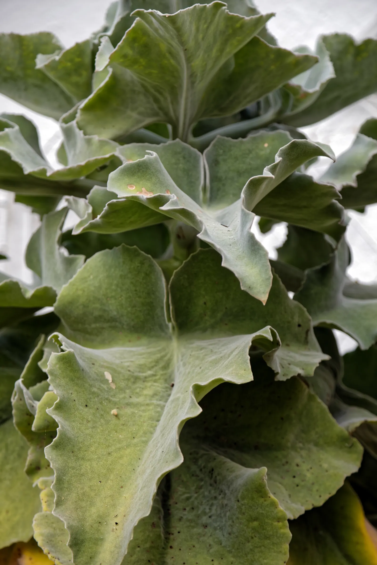 Elephant's Ear (Alocasia 'Low Rider') — Ideal for creating bold, textural contrasts in containers or as understory plants in shaded garden areas