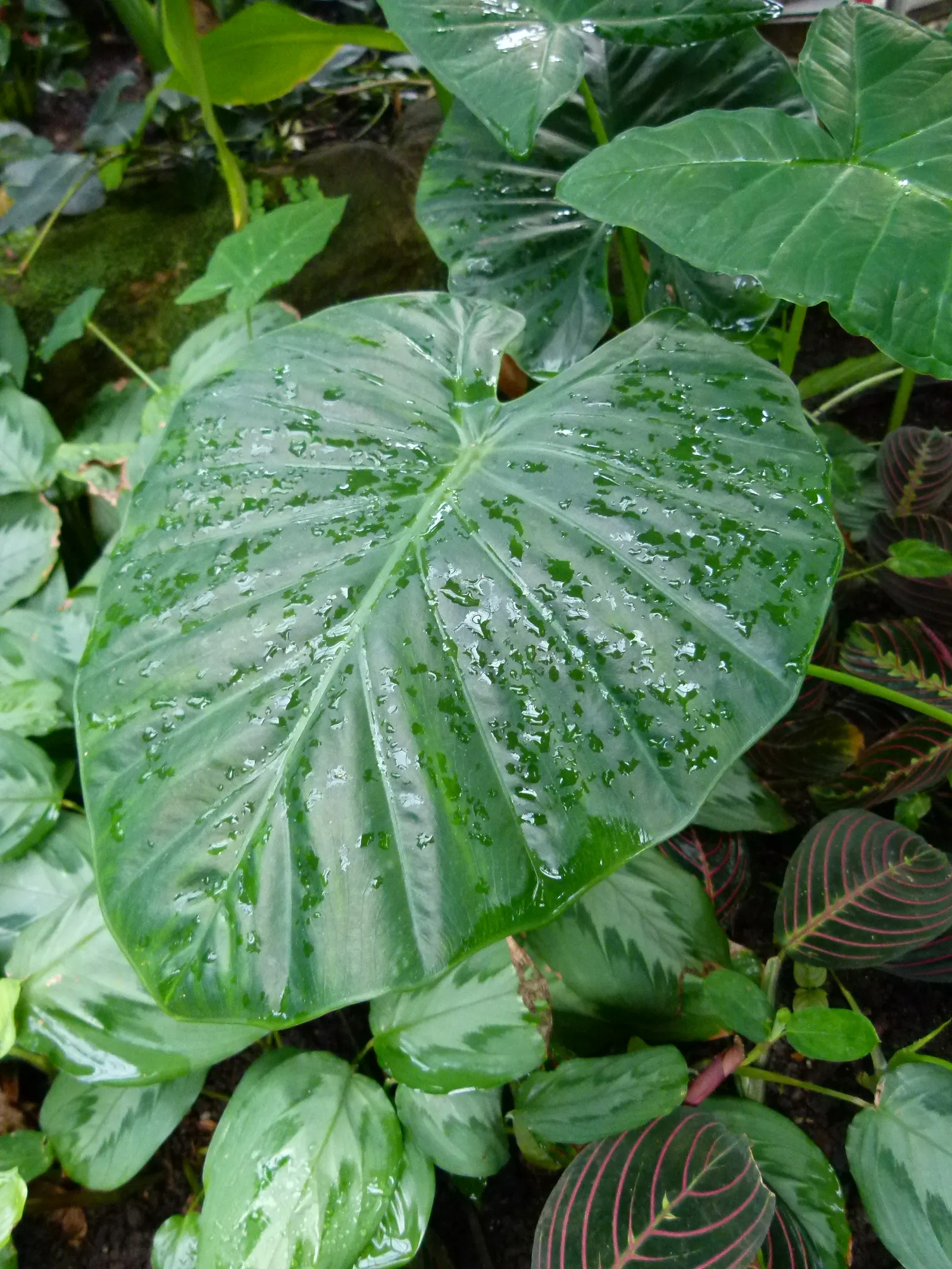 Elephant's Ear (Alocasia 'Low Rider') — rich soil with a slightly acidic to neutral pH