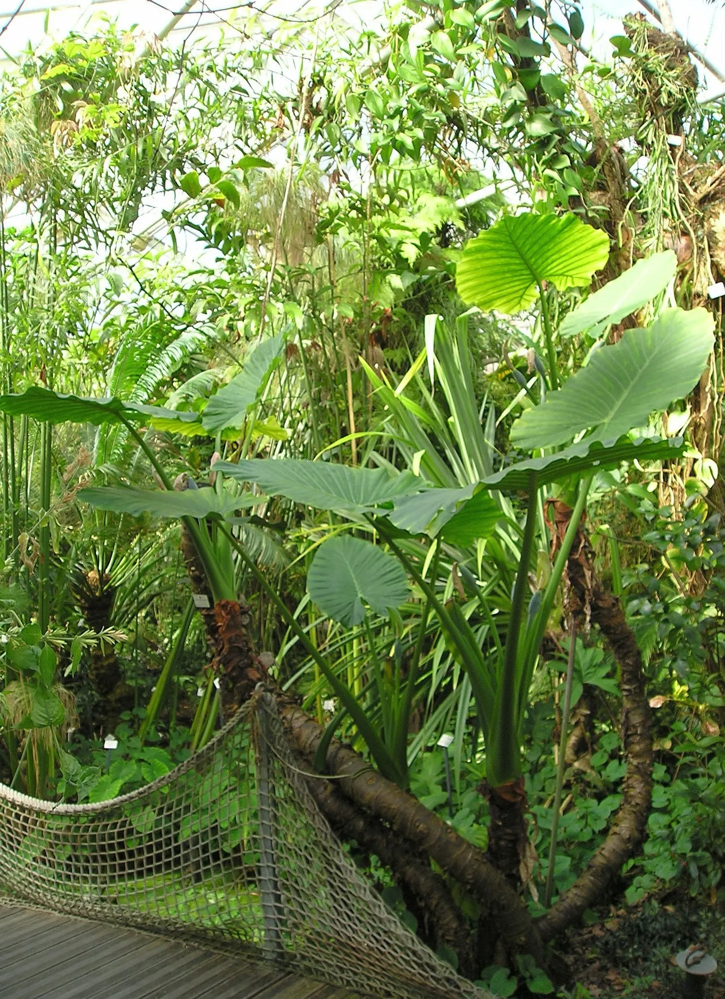 Elephant's Ear (Alocasia 'Low Rider') — rich soil with a slightly acidic to neutral pH; the Alocasia 'Low Rider' demands a warm