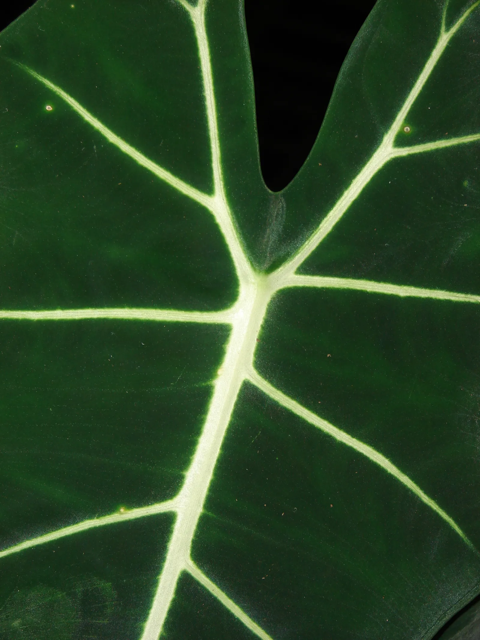 Elephant's Ear (Alocasia 'Low Rider') — The leaves form a dramatically scalloped silhouette