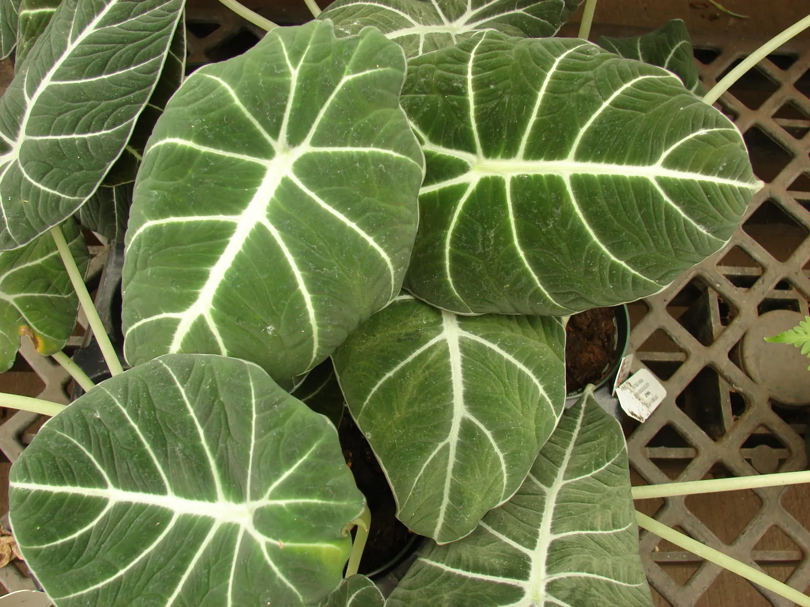 Elephant's Ear (Alocasia 'Low Rider') — glossy green leaves that can span up to 8 to 12 inches long and 6 to 8 inches wide; perennial for shade