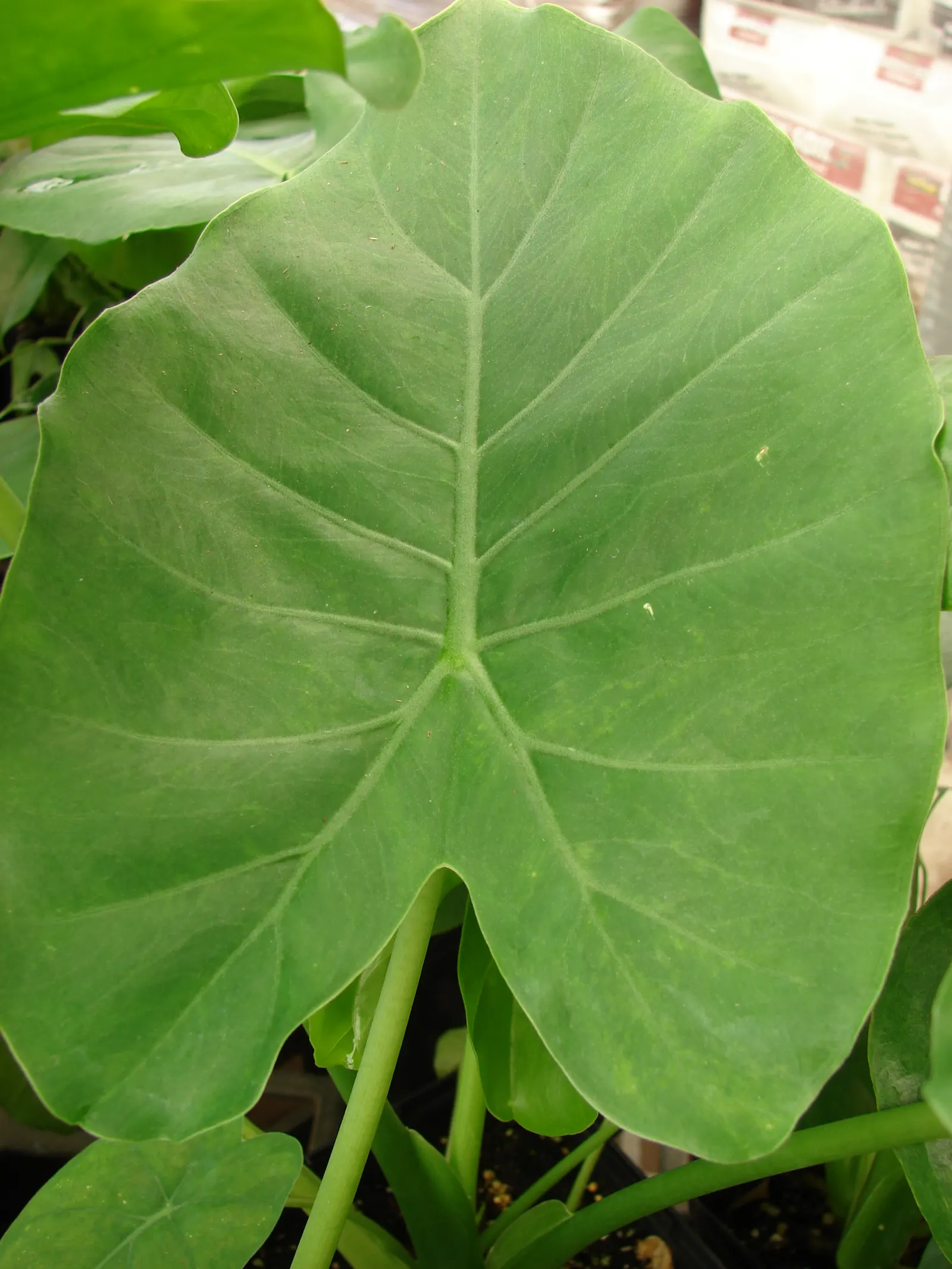 Elephant's Ear (Alocasia 'Low Rider') — and position it accordingly; evergreen plant typically reaches a modest height of 12 to 16 inches with a similar spread