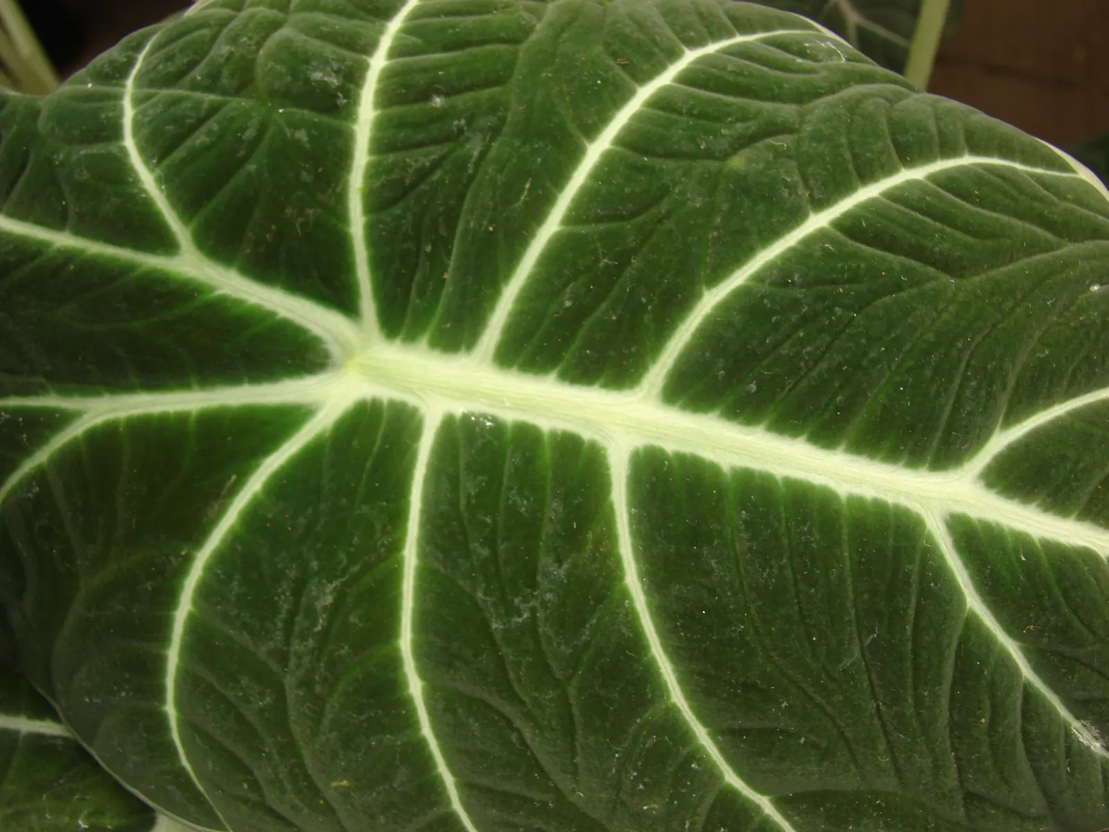 Elephant's Ear (Alocasia 'Low Rider') — the Alocasia 'Low Rider' demands a warm