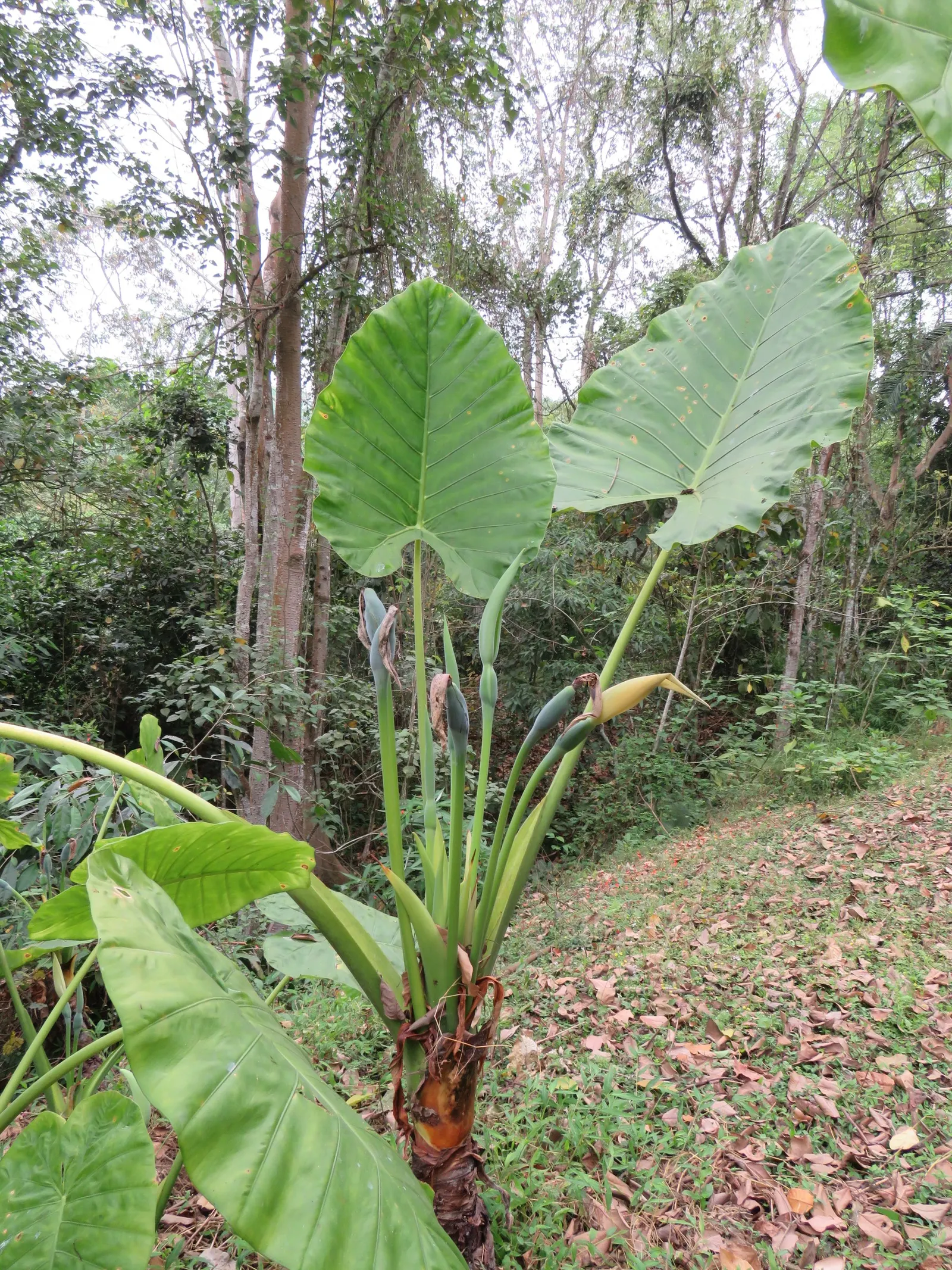 Elephant's Ear (Alocasia 'Low Rider') — white flowers in the garden; which makes it an ideal ground cover or a standout in a mixed container