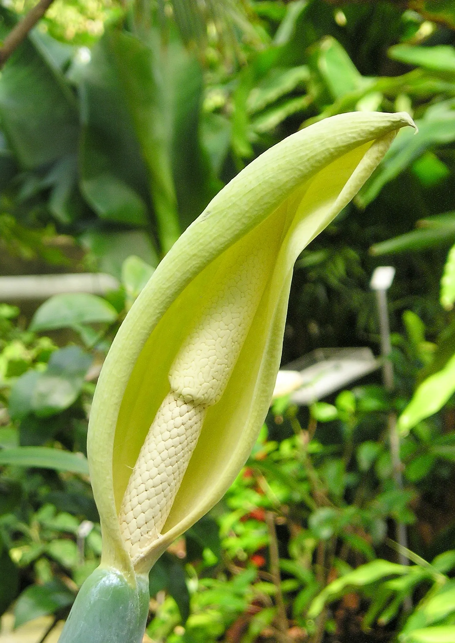 Elephant's Ear (Alocasia 'Low Rider') — the Alocasia 'Low Rider' demands a warm; and position it accordingly