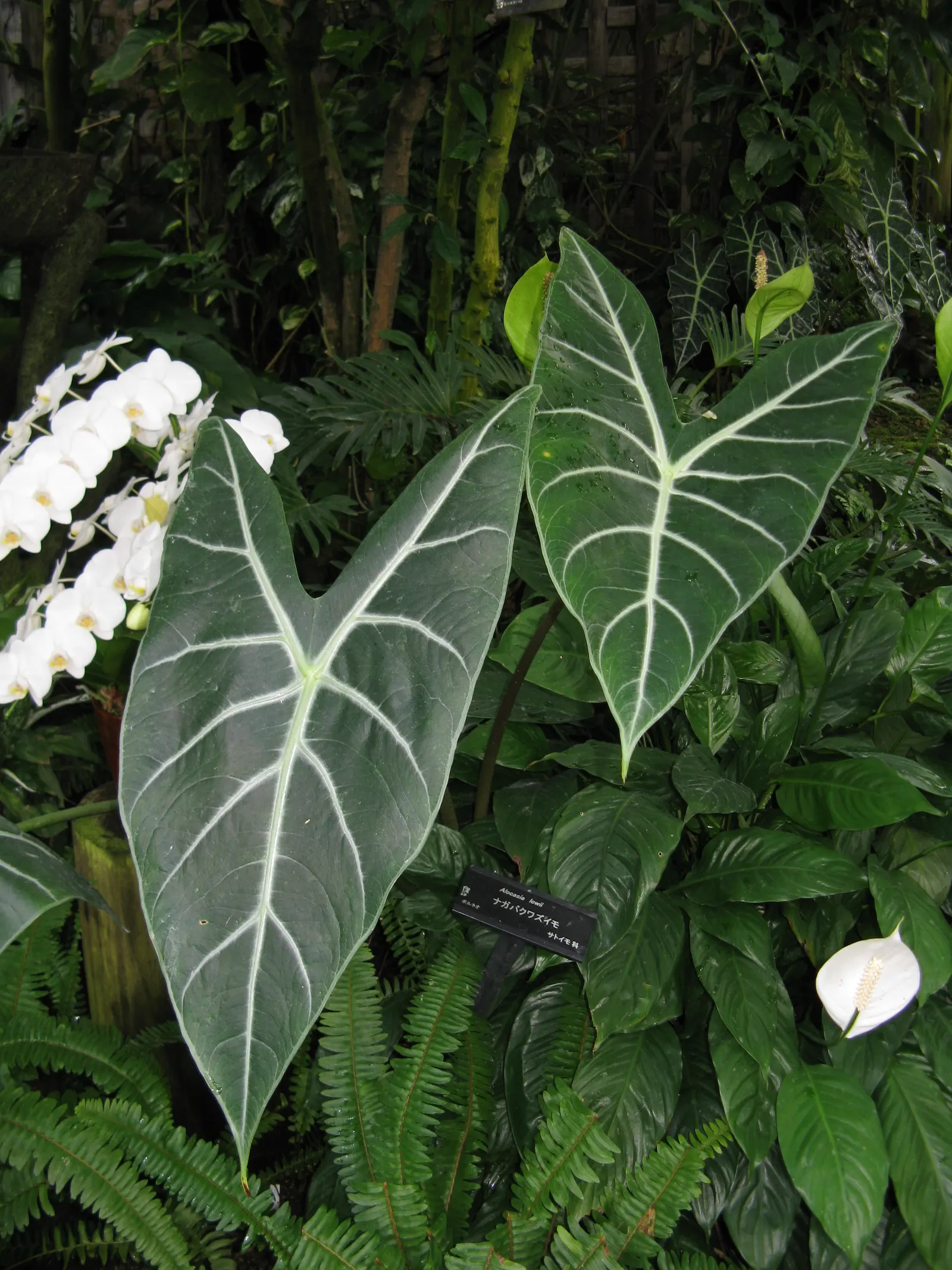 Elephant's Ear (Alocasia 'Low Rider') — With its tropical flair and manageable stature