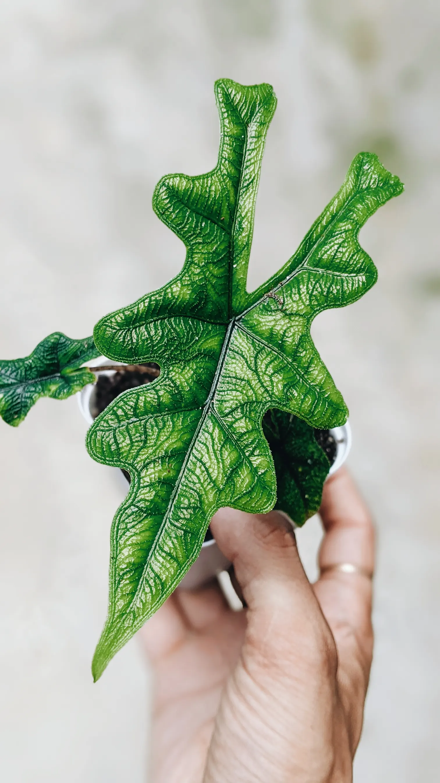 Elephant's Ear (Alocasia 'Low Rider') — heart-shaped leaves that mimic an elephant's ear; its foliage is a draw for this variety