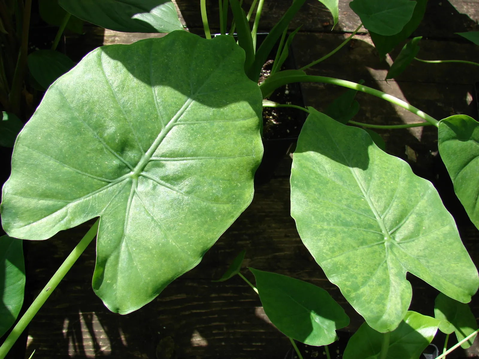 Elephant's Ear (Alocasia 'Low Rider') — Requires well-draining soil and consistent watering