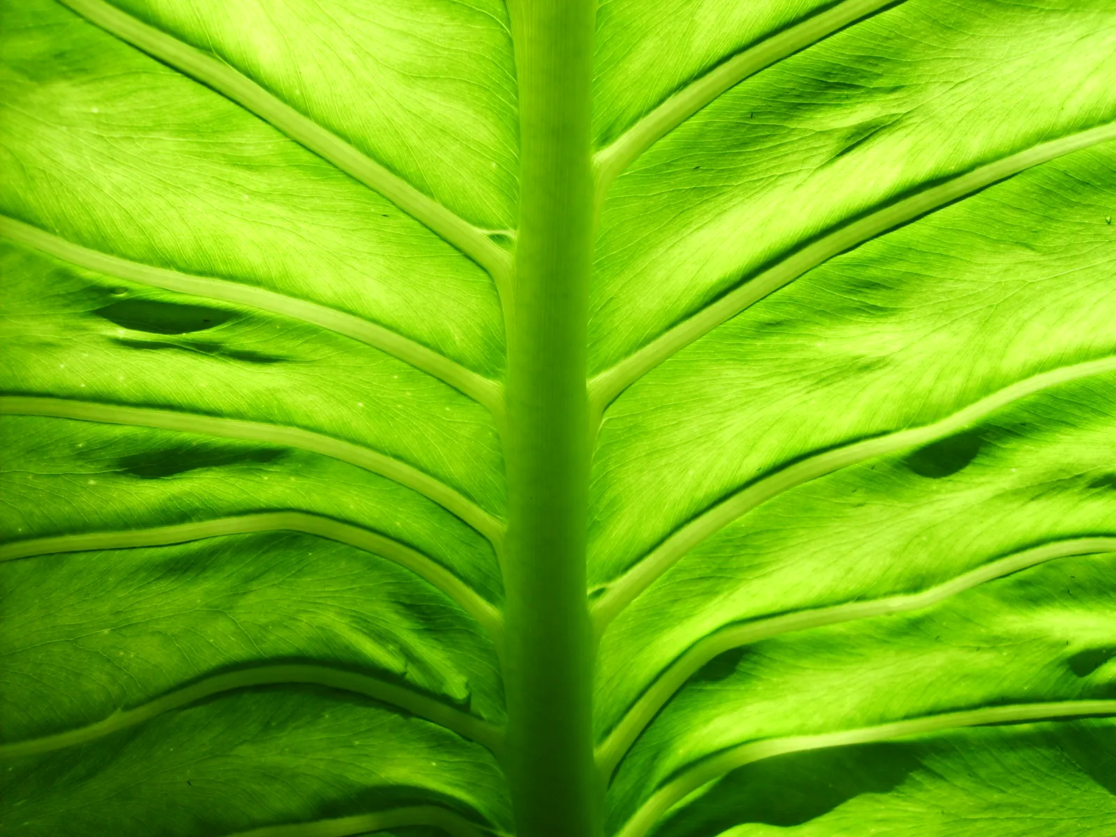 Elephant's Ear (Alocasia 'Low Rider') — perennial for shade