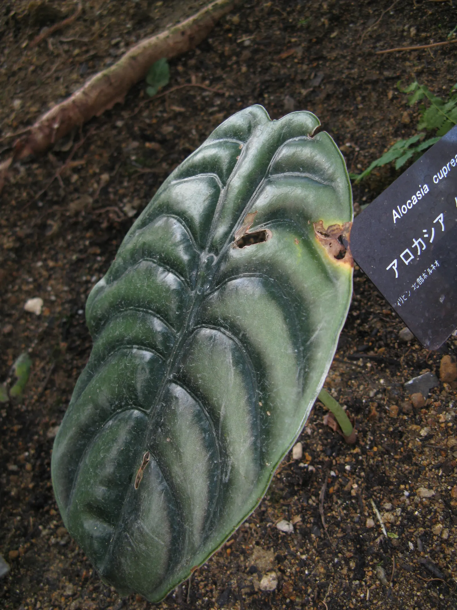 Elephant's Ear (Alocasia 'Low Rider') — The Alocasia 'Low Rider' presents as a compact tropical perennial; this dwarf variety reaches up to 2-3 ft, image 55