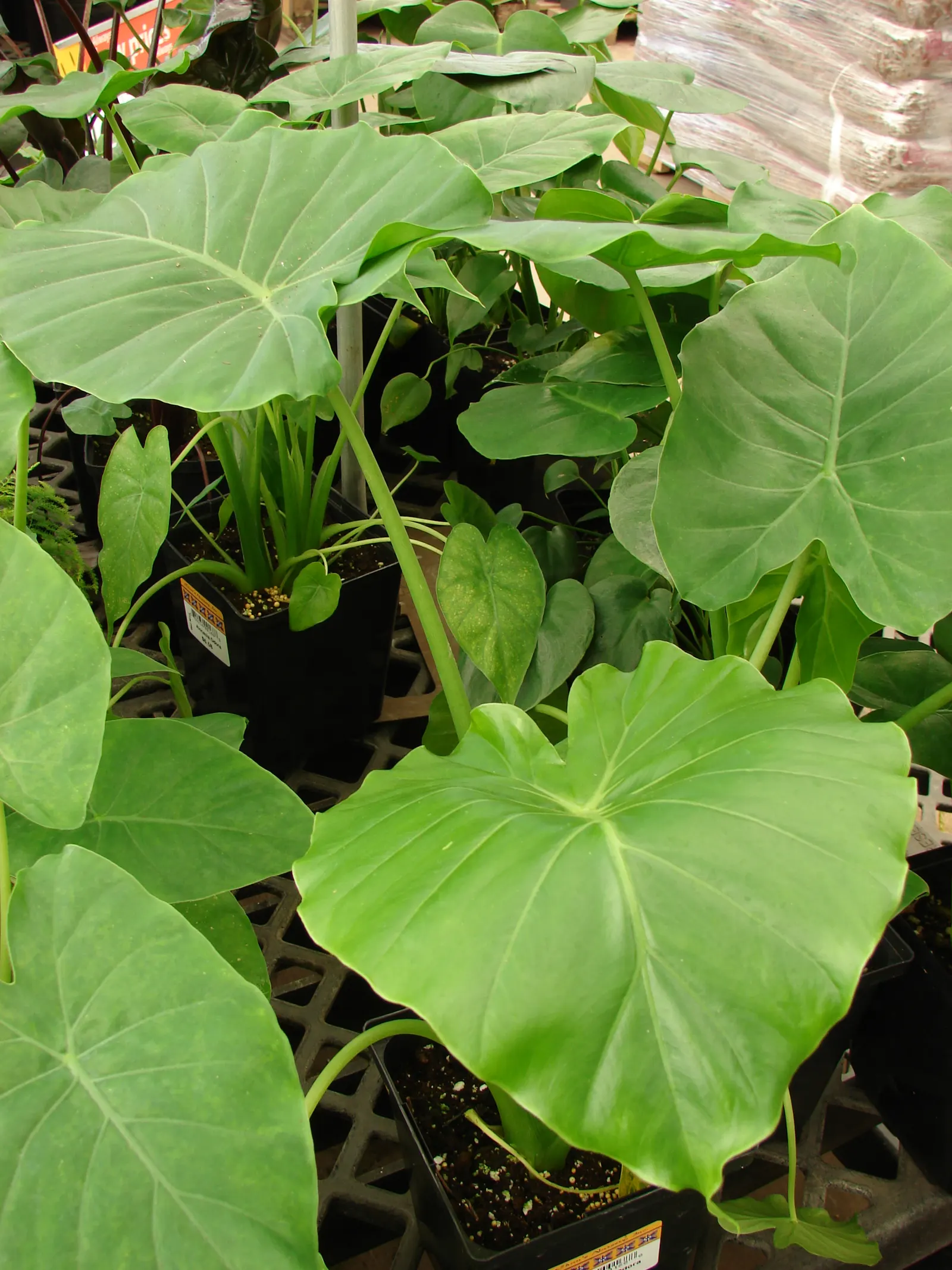 Elephant's Ear (Alocasia 'Low Rider') — Ideal for creating bold, textural contrasts in containers or as understory plants in shaded garden areas, image 32