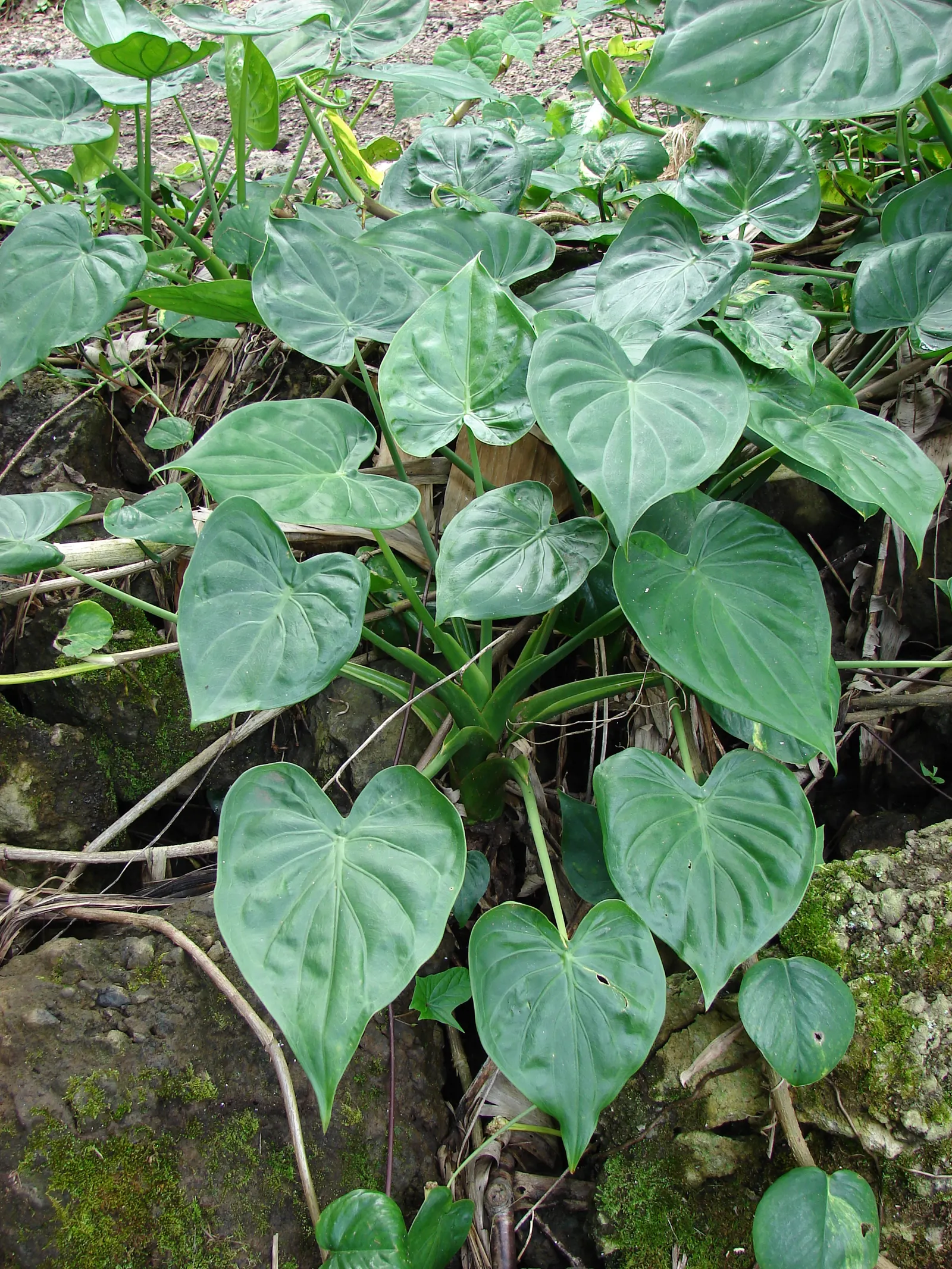 Elephant's Ear (Alocasia 'Low Rider') — adding lushness beneath taller vegetation or as an accent in water-adjacent designs, image 50