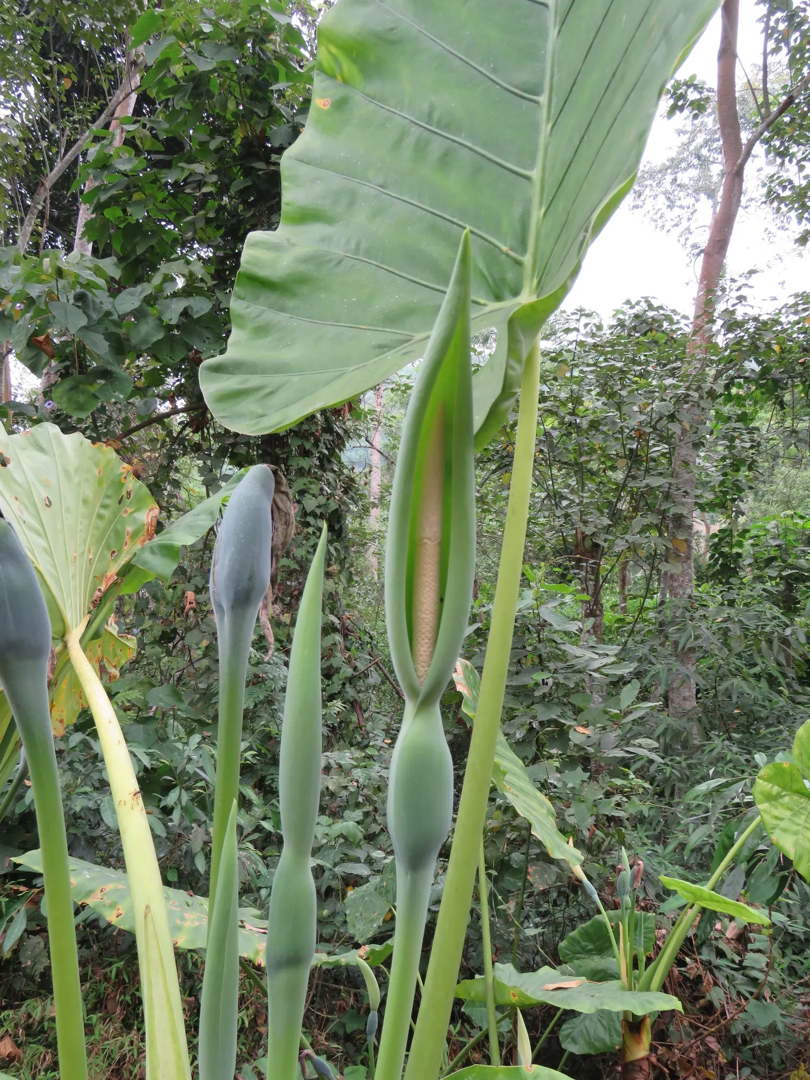 Elephant's Ear (Alocasia 'Low Rider') — heart-shaped leaves that mimic an elephant's ear; its foliage is a draw for this variety, image 56