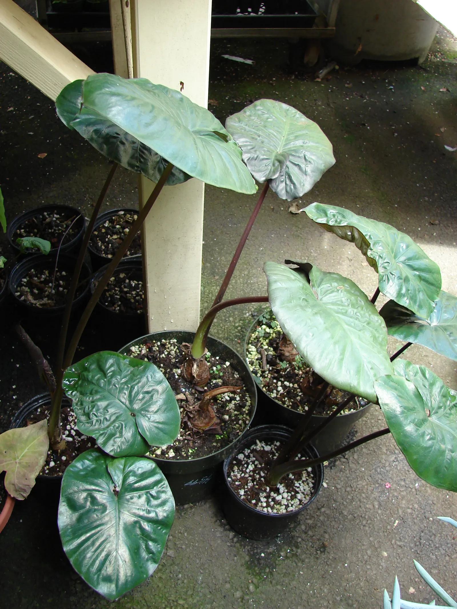 Elephant's Ear (Alocasia 'Low Rider') — evergreen plant typically reaches a modest height of 12 to 16 inches with a similar spread; requires well-draining soil