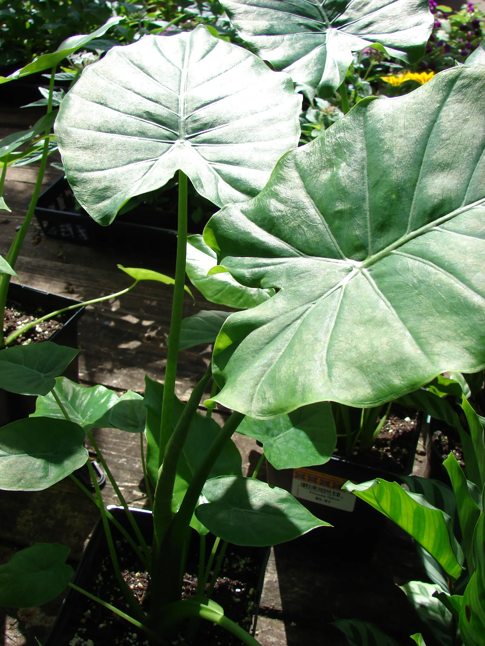 Elephant's Ear (Alocasia 'Low Rider') — The Alocasia 'Low Rider' presents as a compact tropical perennial; this dwarf variety reaches up to 2-3 ft in height