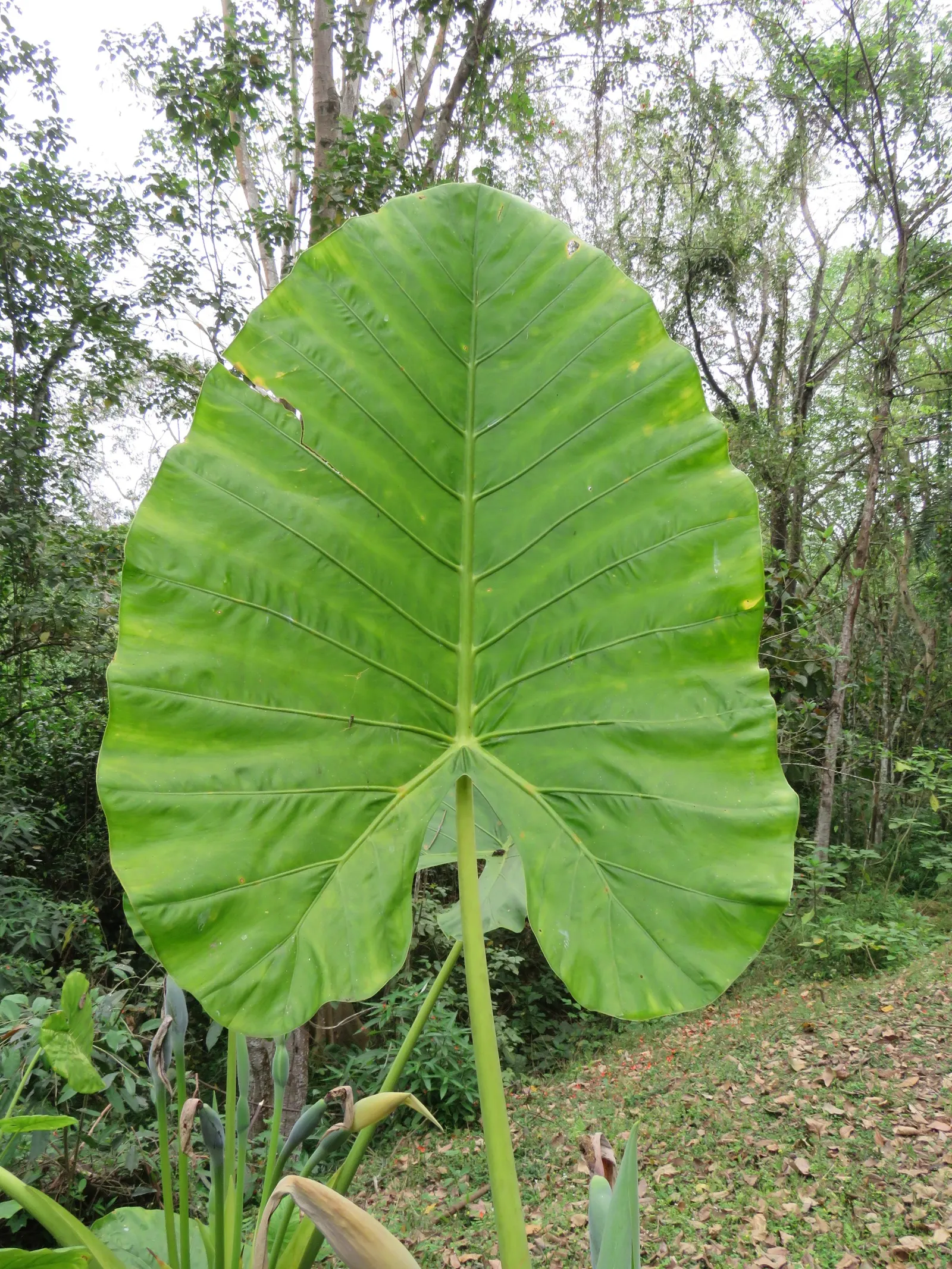 Elephant's Ear (Alocasia 'Low Rider') — commonly referred to as Elephant's Ear for its broad