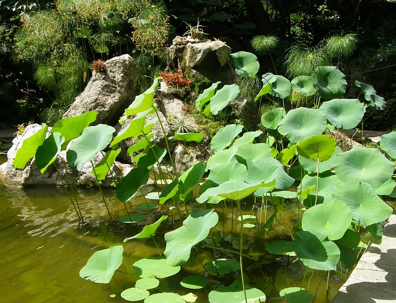 Elephant's Ear (Alocasia 'Low Rider') — Requires well-draining soil and consistent watering; glossy green leaves that can span up to 8 to 12 inches long and 6
