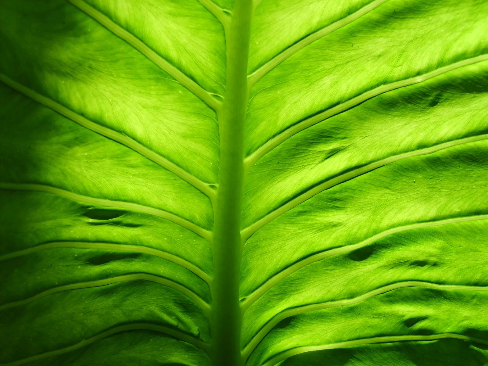 Elephant's Ear (Alocasia 'Low Rider') — it features deep green foliage with pronounced veins