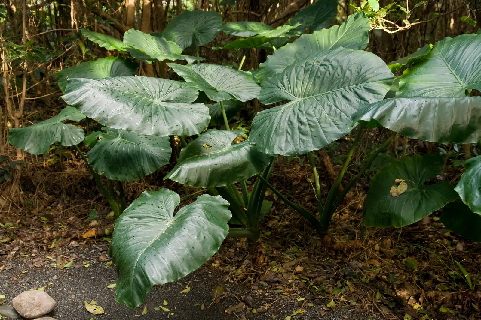 Elephant's Ear (Alocasia 'Low Rider') — white flowers in the garden