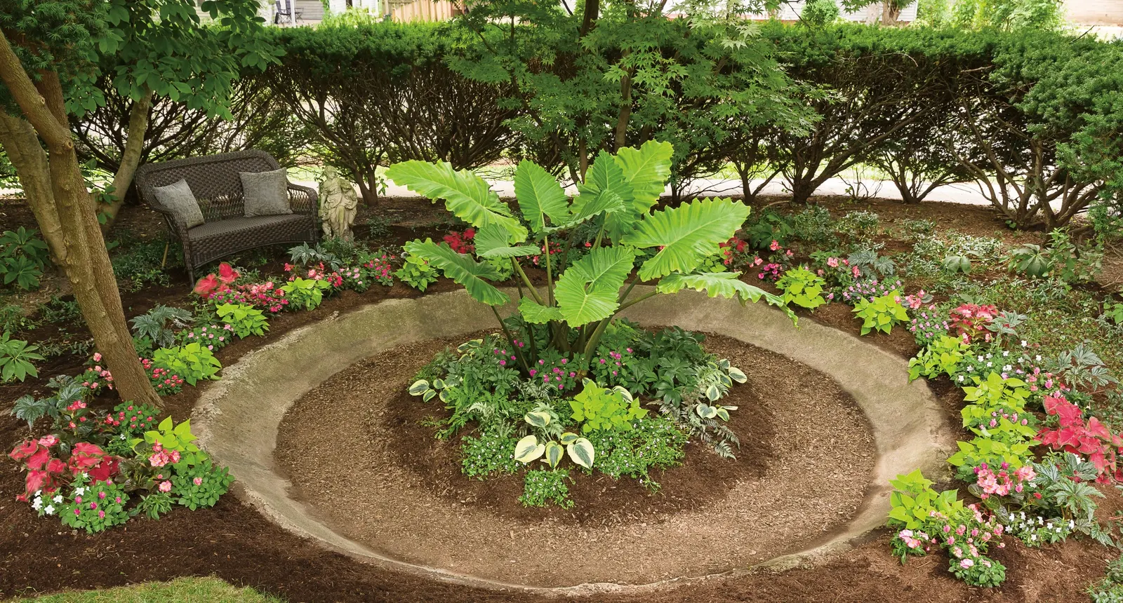 Elephant's Ear (Alocasia 'Low Rider') — The Alocasia 'Low Rider' presents as a compact tropical perennial