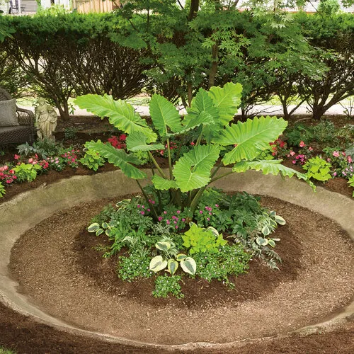 Elephant's Ear (Alocasia 'Low Rider') — heart-shaped leaves that mimic an elephant's ear