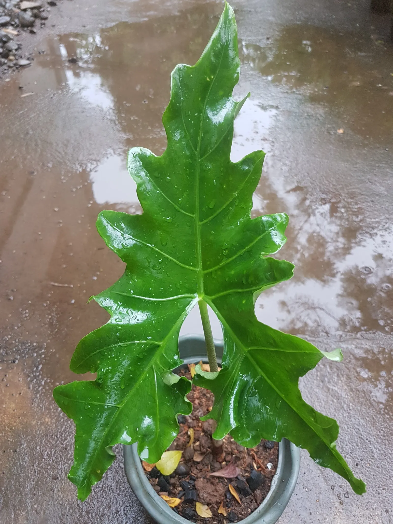Elephant's Ear (Alocasia 'Low Rider') — Its foliage is a draw for this variety; consider its needs for warmth and humidity