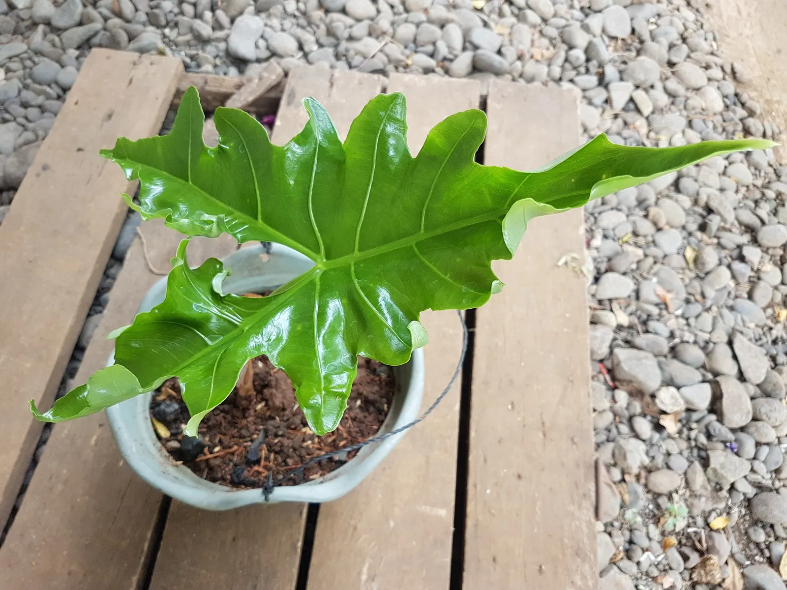 Elephant's Ear (Alocasia 'Low Rider') — With its tropical flair and manageable stature; it features deep green foliage with pronounced veins
