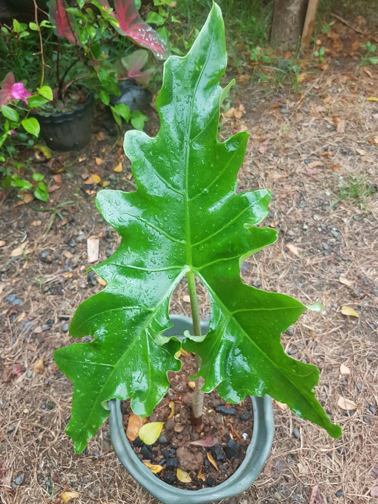 Elephant's Ear (Alocasia 'Low Rider') — humid environment with indirect light to partial shade; the Alocasia 'Low Rider' presents as a compact tropical