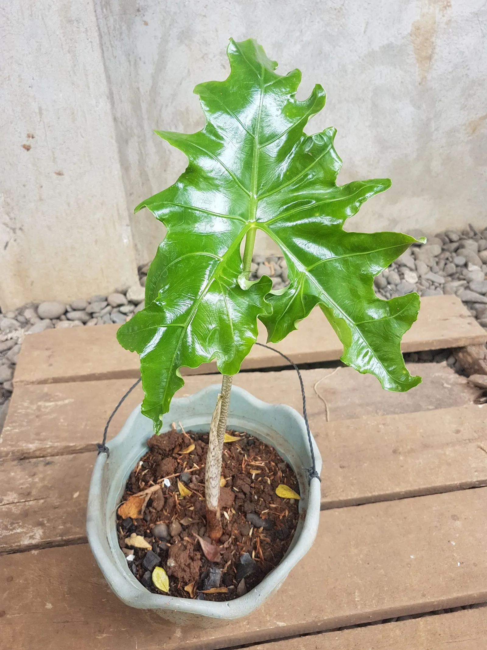 Elephant's Ear (Alocasia 'Low Rider') — it features deep green foliage with pronounced veins; rich soil with a slightly acidic to neutral pH, image 57